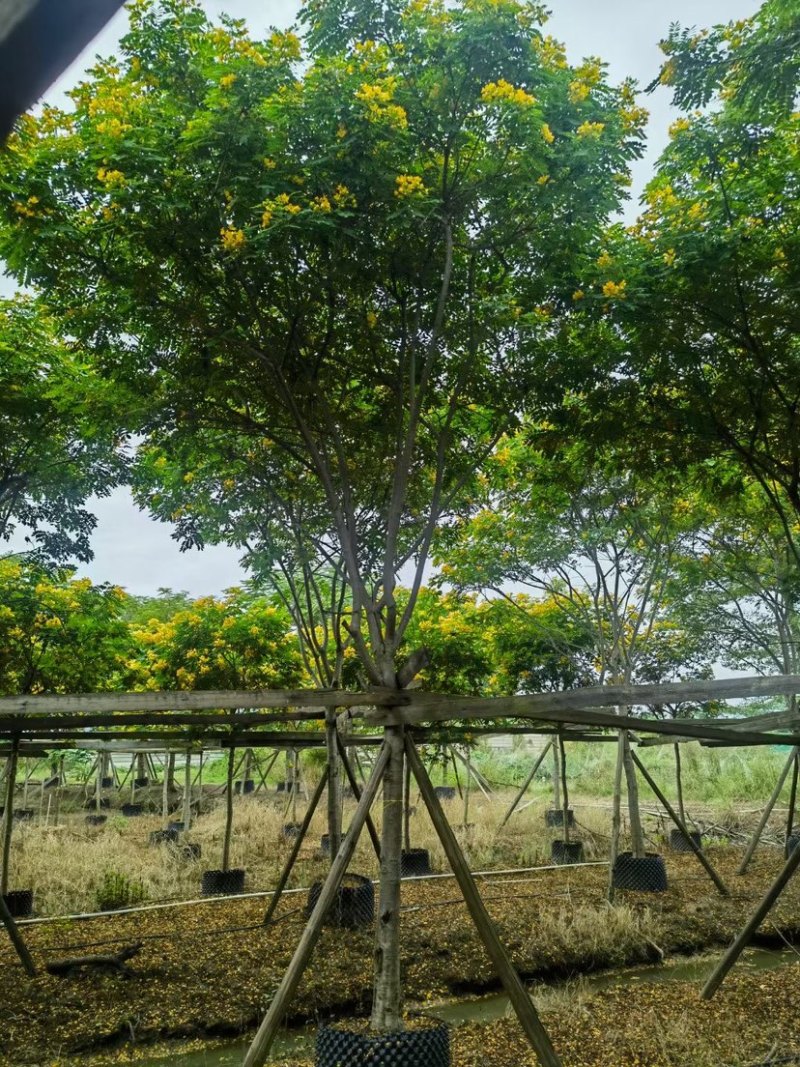骨架/全冠黄花槐基地直销规格齐全欢迎老板来电洽谈合作