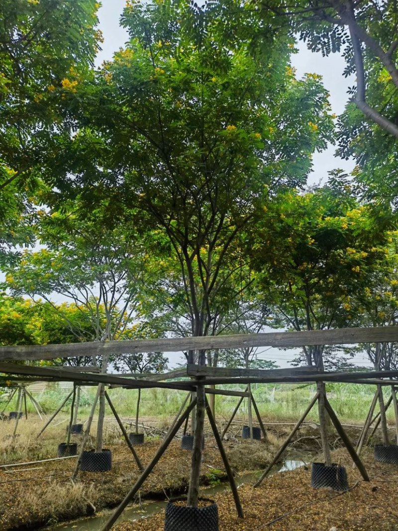 骨架/全冠黄花槐基地直销规格齐全欢迎老板来电洽谈合作