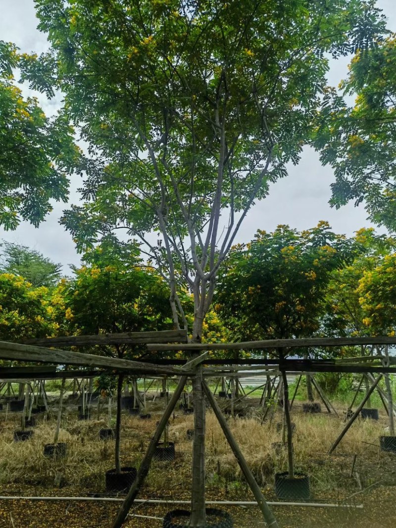 骨架/全冠黄花槐基地直销规格齐全欢迎老板来电洽谈合作