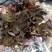 精品金线莲种植1年以上的金线莲开花鲜品货源充足量大从优