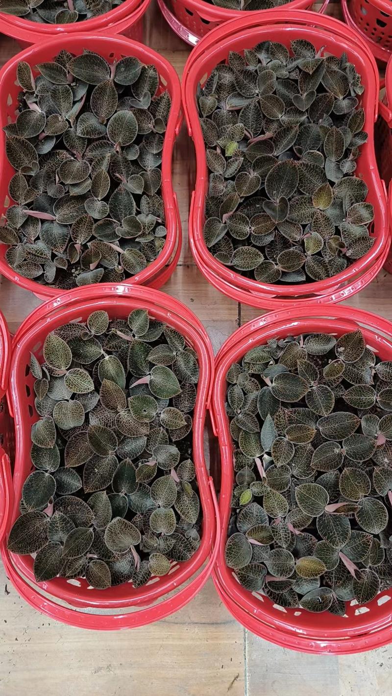 精品金线莲种植1年以上的金线莲开花鲜品货源充足量大从优