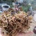 福建金线莲鲜货(一盒250g)货源充足量大从优质量保证