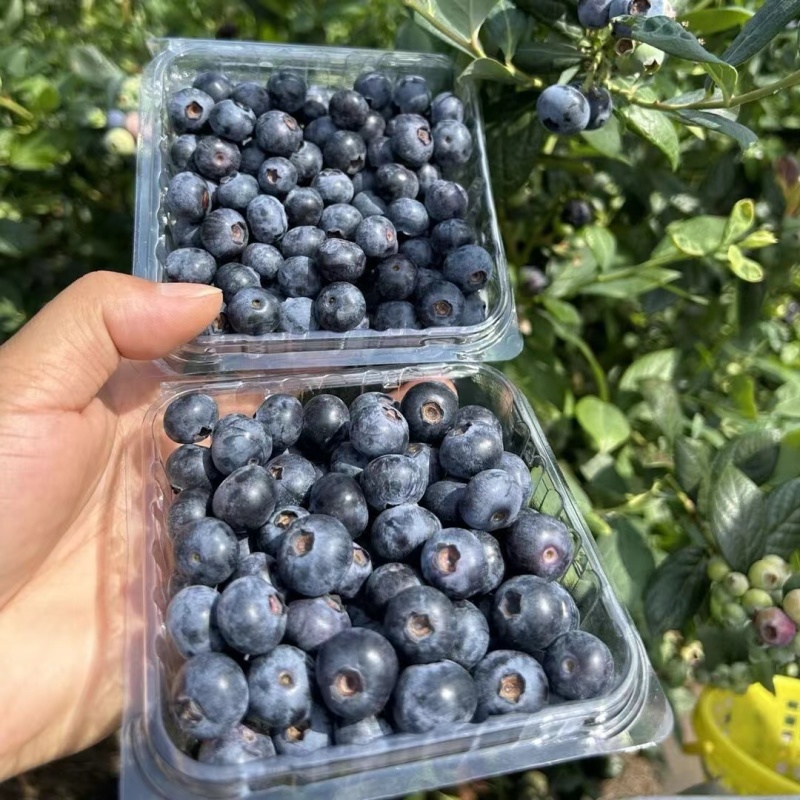 蓝莓一件代发电商蓝莓一件代发支持直播带货