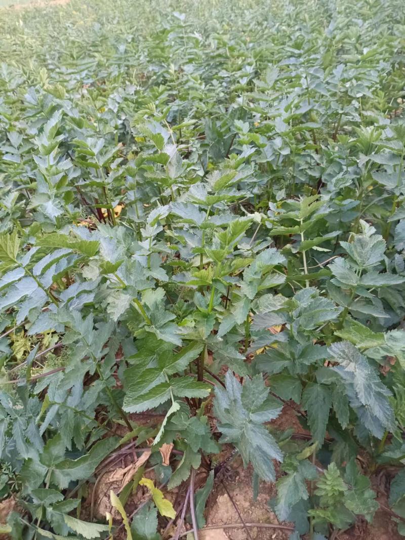 云南新鲜菜当归（现挖现发货，30斤起批）