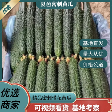 【优选推荐】河南夏邑精品密刺黄瓜大量新鲜上市，欢迎订购