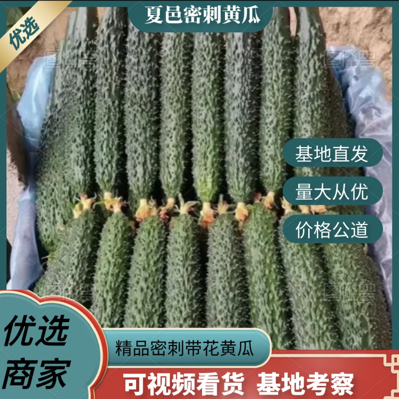 河南夏邑精品密刺黄瓜大量新鲜上市，一手货源，欢迎订购