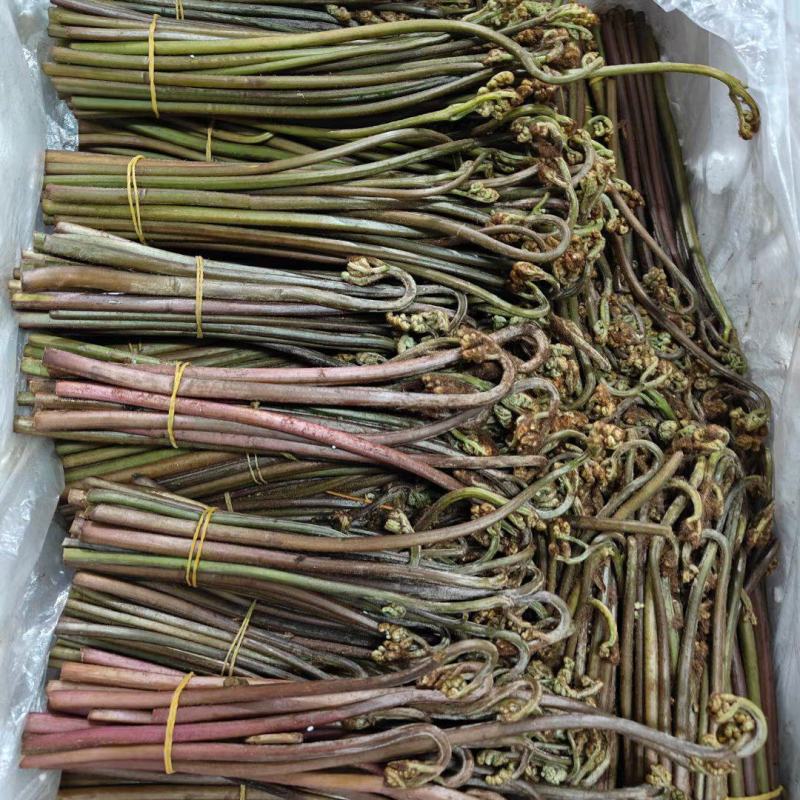 贵州高原蕨菜新春好货