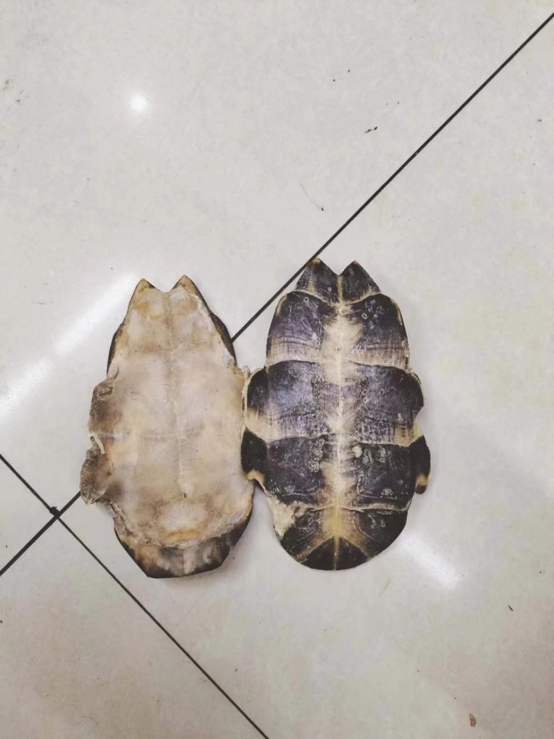 龟板产地直销，正品旱龟板选装龟板同太药材商行。
