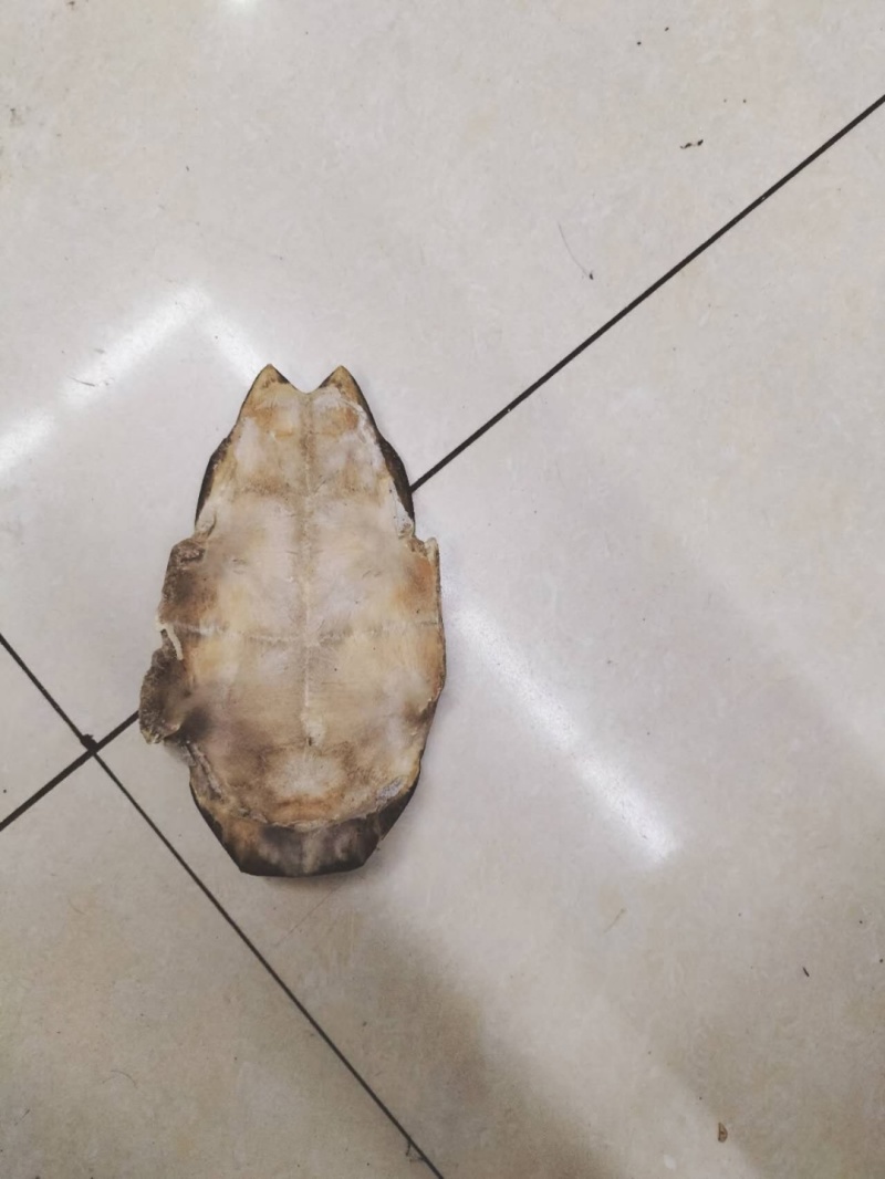 龟板产地直销，正品旱龟板选装龟板同太药材商行。