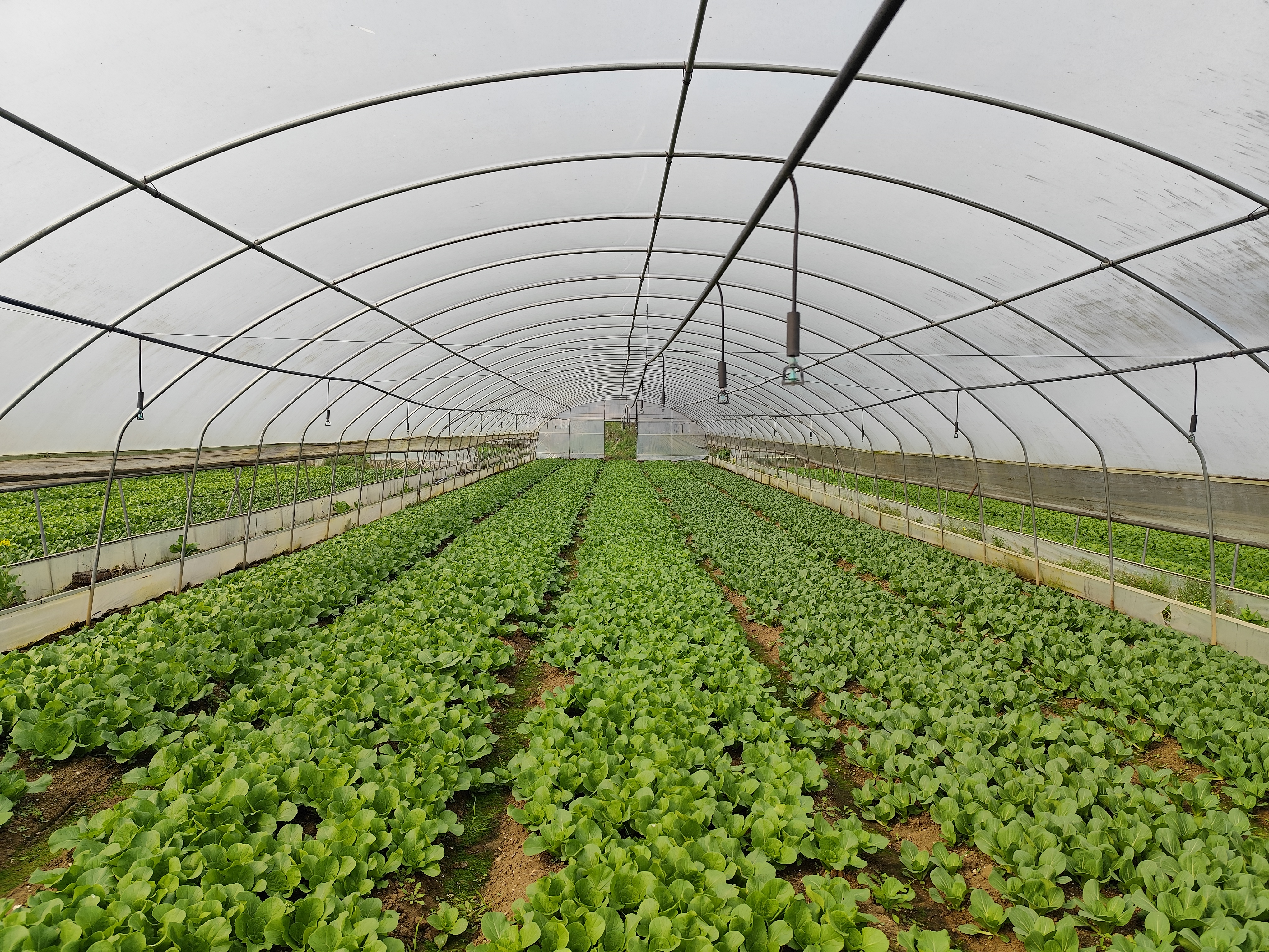 白菜田间长势图,展示健康生长的白菜植株排列整齐 白菜田间长势图