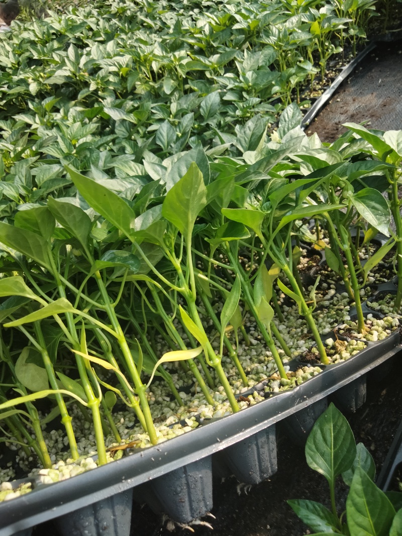 辣椒苗黄皮尖椒螺丝椒苗抗病高产苗厂直发当天发货保成活