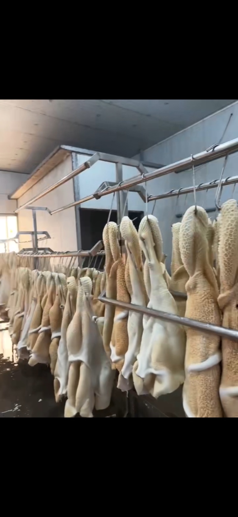 国产纯干水退水煮熟牛肚一手货源质优价廉