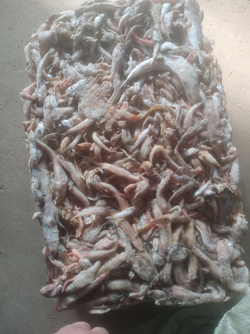沙光鱼