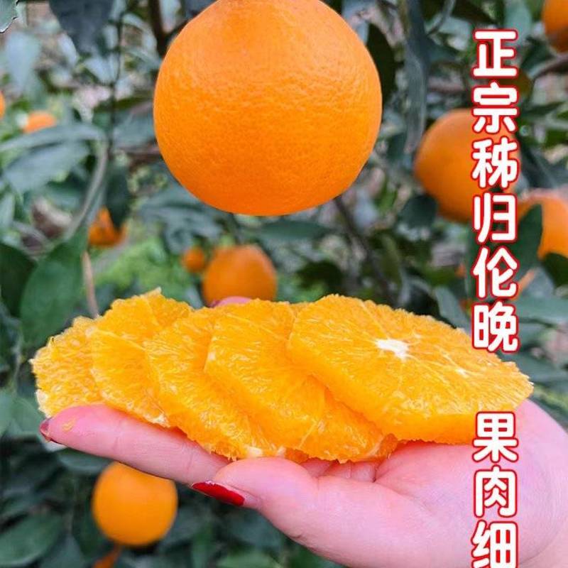 正宗秭归伦晚脐橙大量上市/挂树果/看园订货/