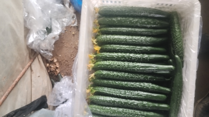 密刺绿亮黄瓜