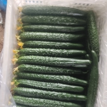 密刺绿亮黄瓜