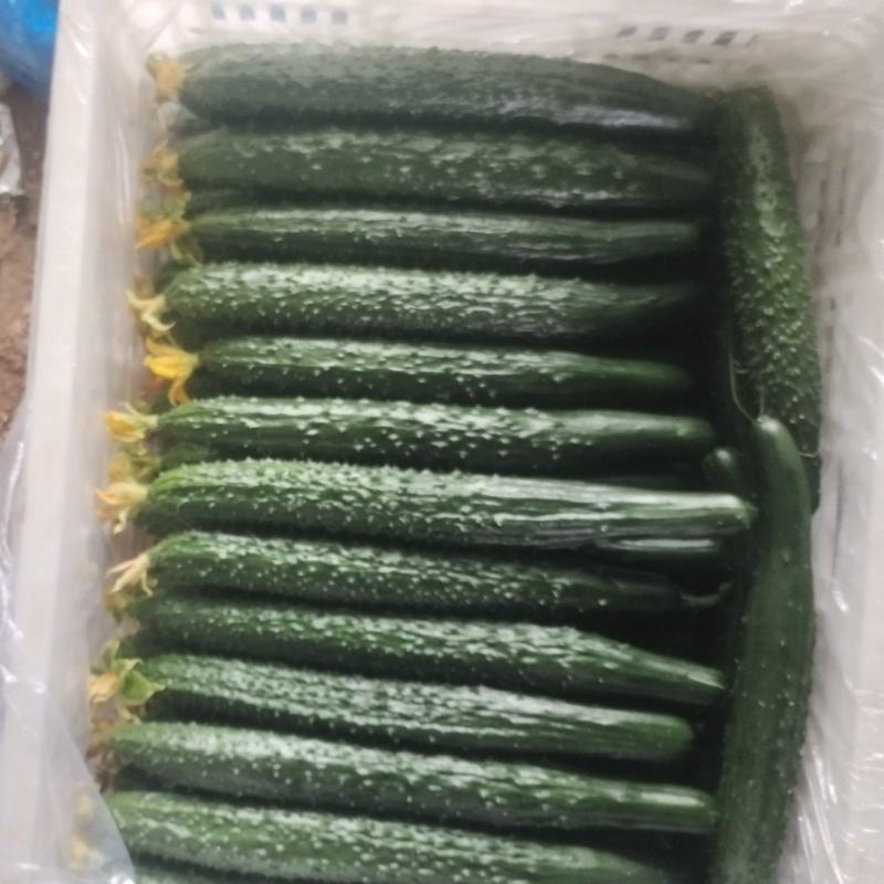 密刺绿亮黄瓜