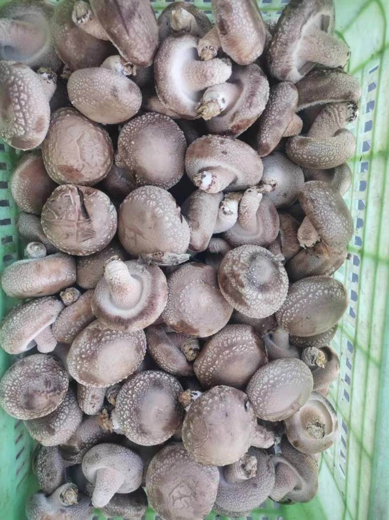 白菇