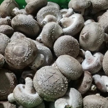 白菇
