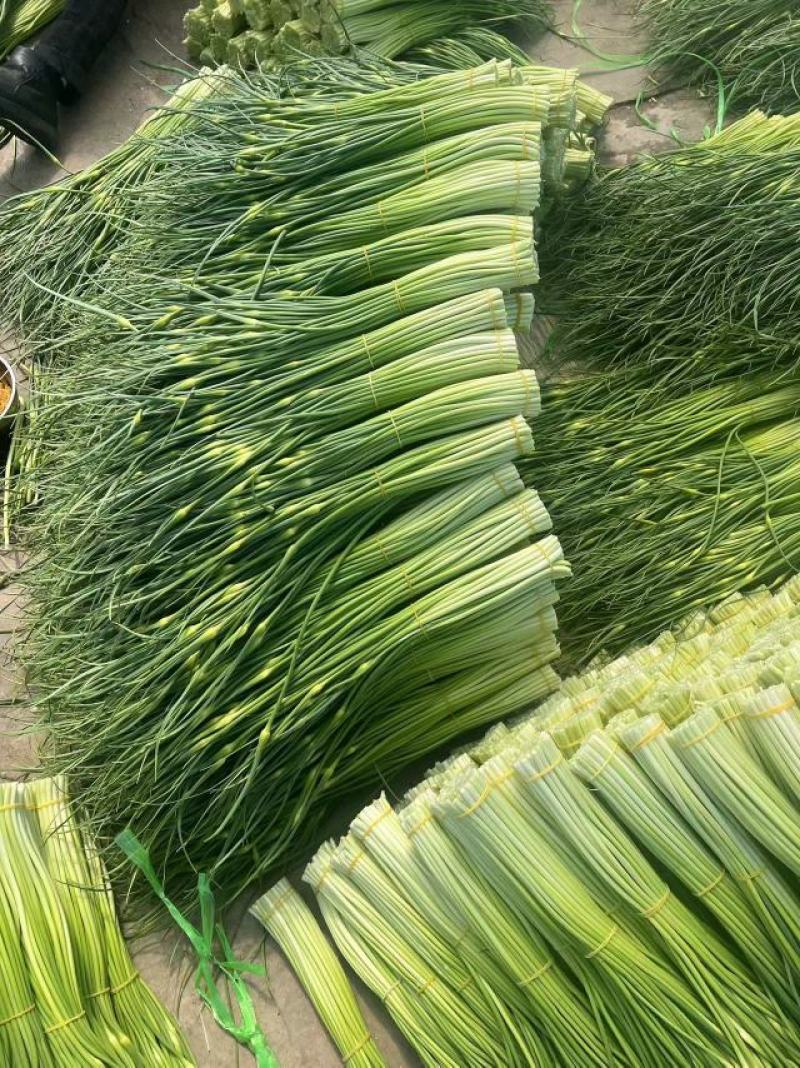 蒜苔/白帽蒜苔/周口蒜苔/淮阳蒜苔/河南蒜苔/全国发货