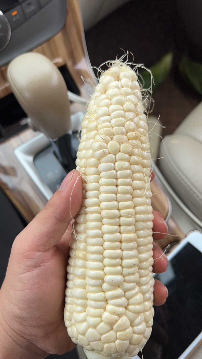 精品花糯，超甜白糯，产地直发欢迎来电咨询