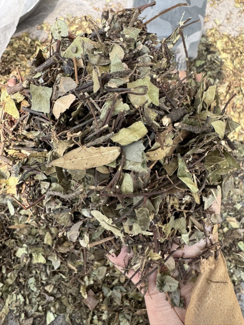 络石藤统货发货前过筛络石草保庆药业