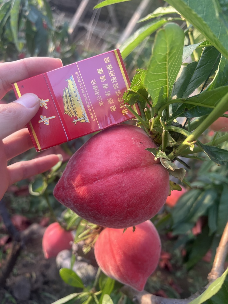 乐亭大棚春雪水蜜桃开始大量上市