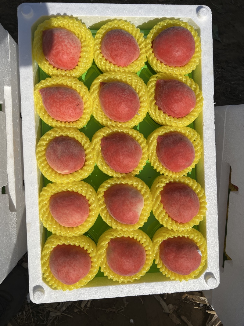 乐亭大棚春雪水蜜桃开始大量上市