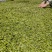 贡芽，绿茶古丈毛尖2025年新茶量大从优欢迎采购热