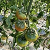铁皮柿子正宗碱地番茄高品质原产地大量供应