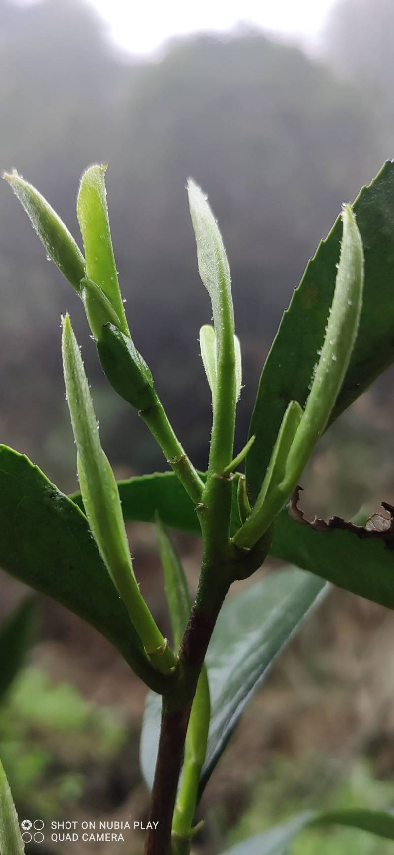 清新甘甜，云雾缭绕的纯正茶香