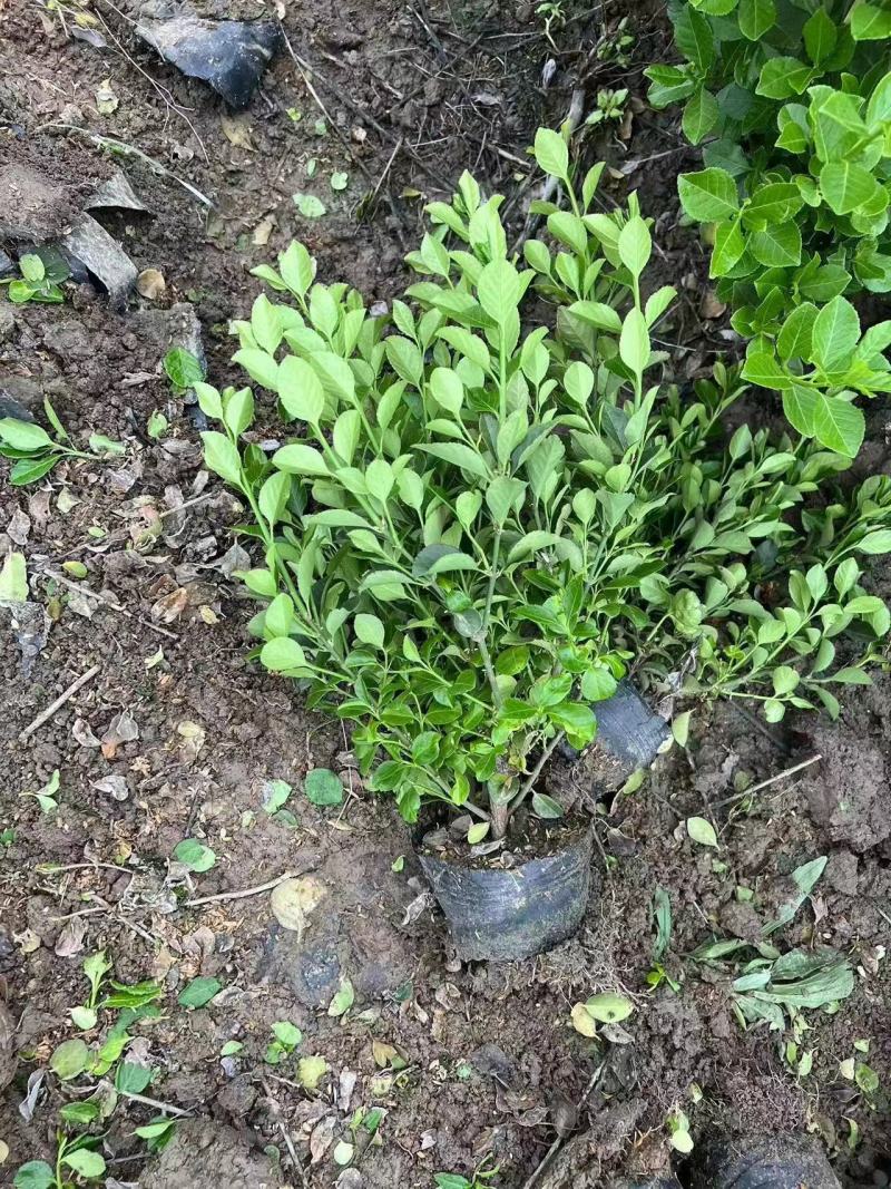 卫矛杯苗冬青毛球卫矛批发绿化苗各种规格基地直发量大优惠