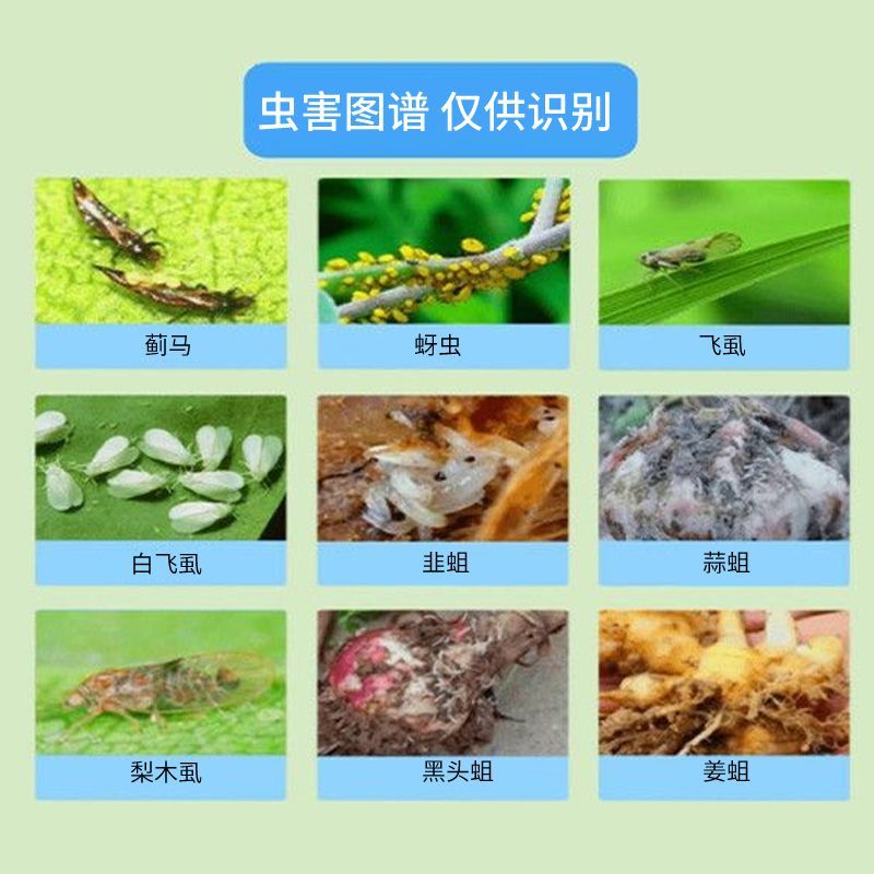 噻虫胺48%高含量水稻稻飞虱噻虫安咹地蛆韭蛆地老虎杀虫药