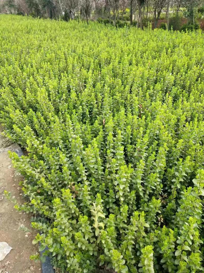 卫矛杯苗冬青毛球卫矛批发绿化苗各种规格基地直发量大优惠