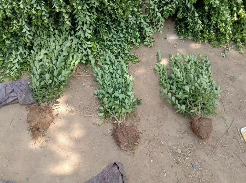 卫矛杯苗冬青毛球卫矛批发绿化苗各种规格基地直发量大优惠