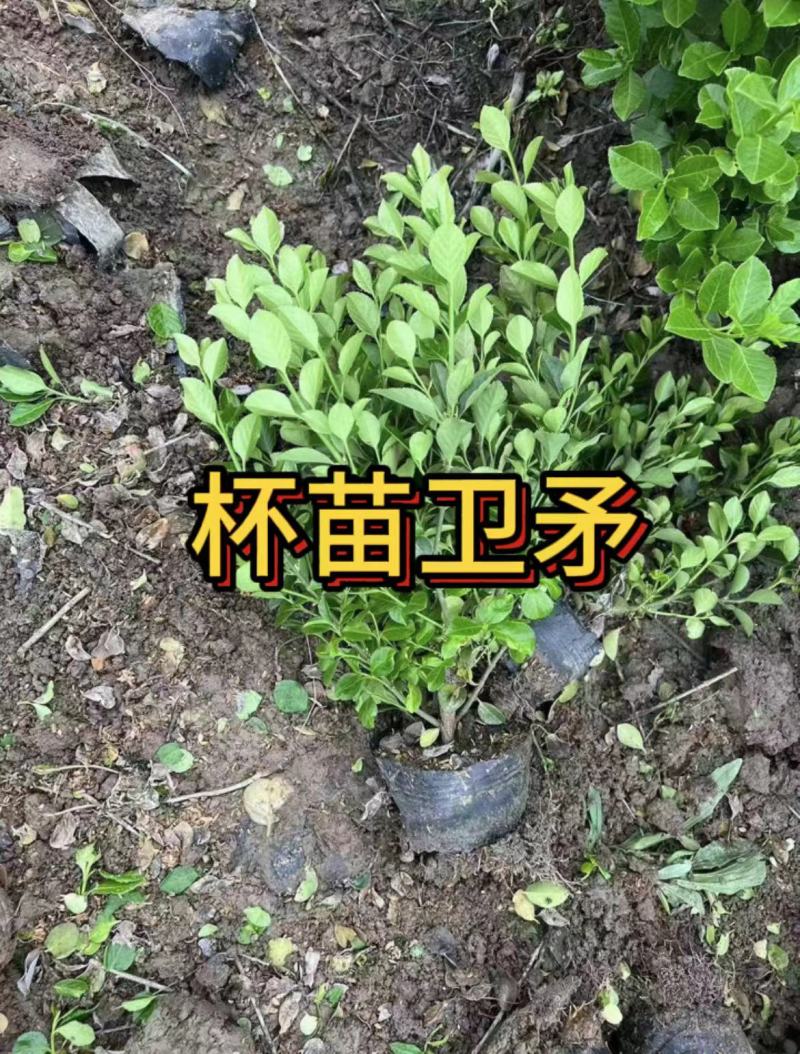 卫矛杯苗冬青毛球卫矛批发绿化苗各种规格基地直发量大优惠