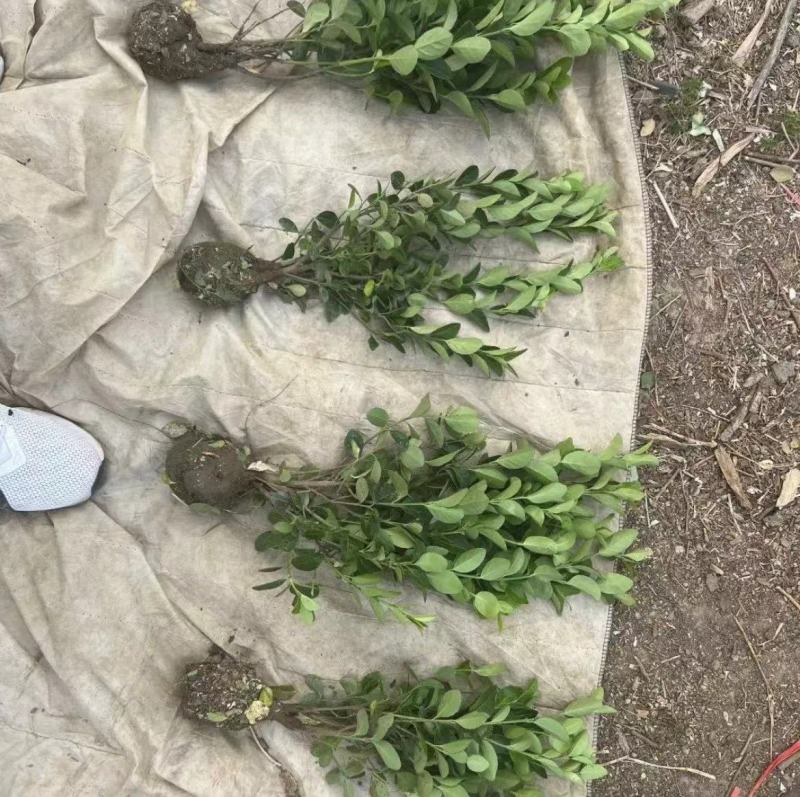 卫矛杯苗冬青毛球卫矛批发绿化苗各种规格基地直发量大优惠