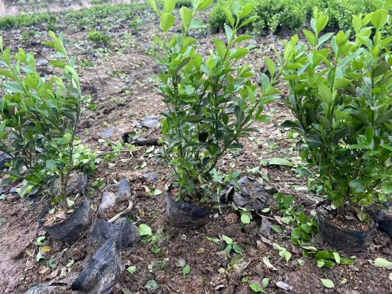 卫矛杯苗冬青毛球卫矛批发绿化苗各种规格基地直发量大优惠