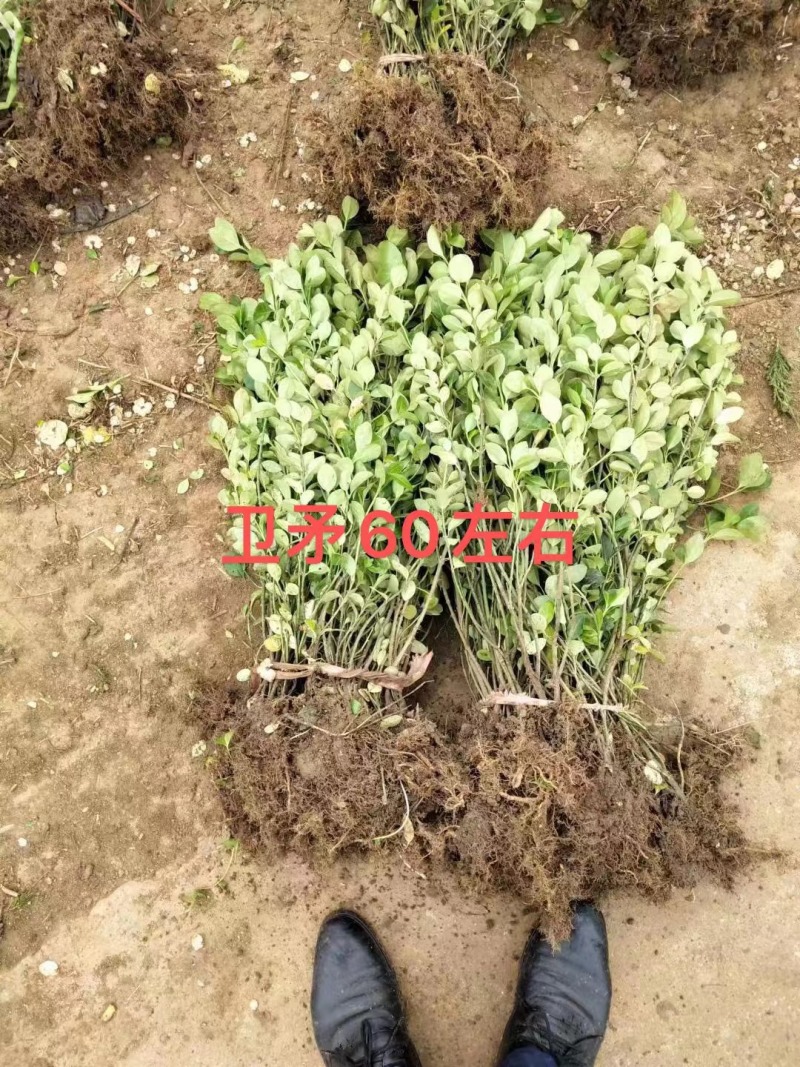 卫矛杯苗冬青毛球卫矛批发绿化苗各种规格基地直发量大优惠