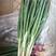 云南省泸西精品红葱，长40-50公分，头红，硬度高。
