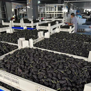 各位老板我们的桑甚已经大量上市了，一串串黑色的果子成熟了