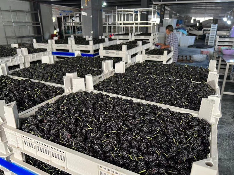 各位老板我们的桑甚已经大量上市了，一串串黑色的果子成熟了