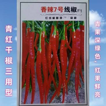 香辣7号线椒种子青红干椒三用型辣味浓香适合全国各栽培