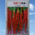 香辣7号线椒种子青红干椒三用型辣味浓香适合全国各栽培