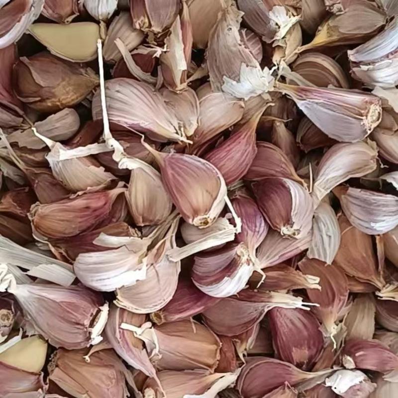 红根蒜苗种子紫皮蒜种子山东兰陵县产地直发货源稳定