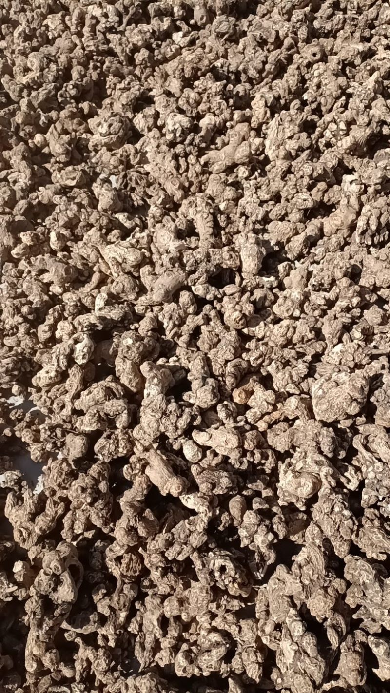北苍术朱砂点河北承德隆化无农药化肥野生移栽