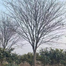 苗圃出售8/30公分精品榉树基地自产自销