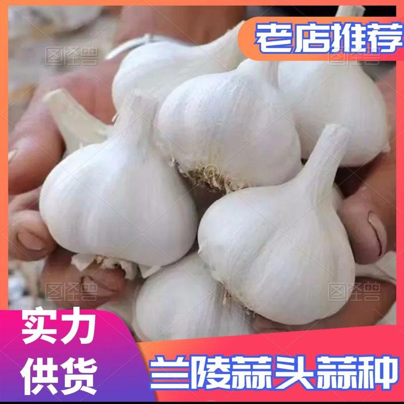 山东兰陵县大蒜，蒜种，蒜头大量出货中，欢迎订购