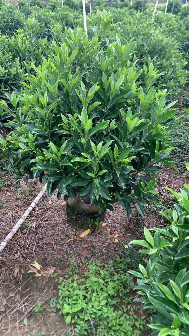 非洲茉莉球基地直销规格齐全欢迎老板来电洽谈合作
