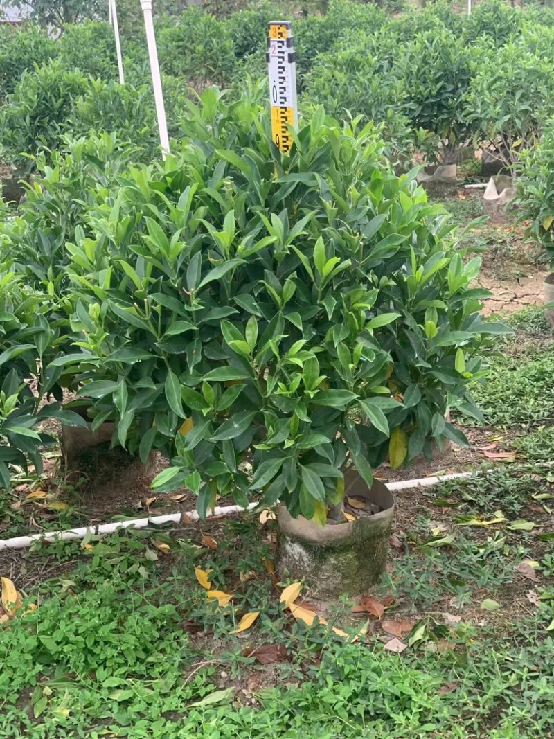 非洲茉莉球基地直销规格齐全欢迎老板来电洽谈合作